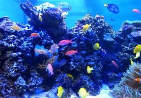coralreef coralreef